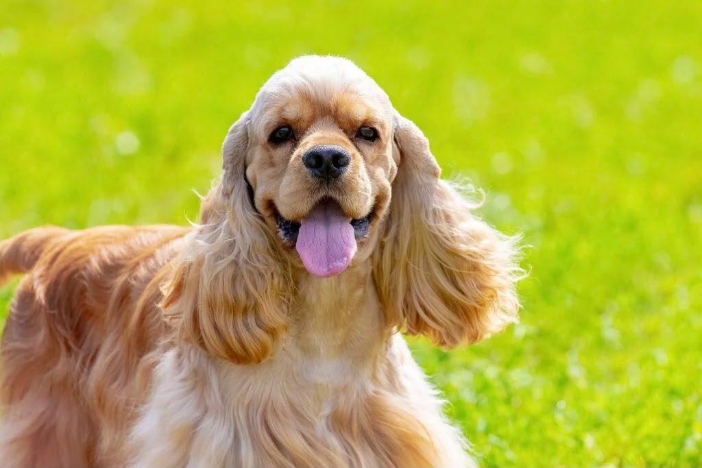 Cocker Spaniel