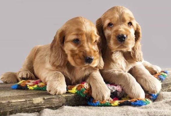 Cocker Spaniel angle 2
