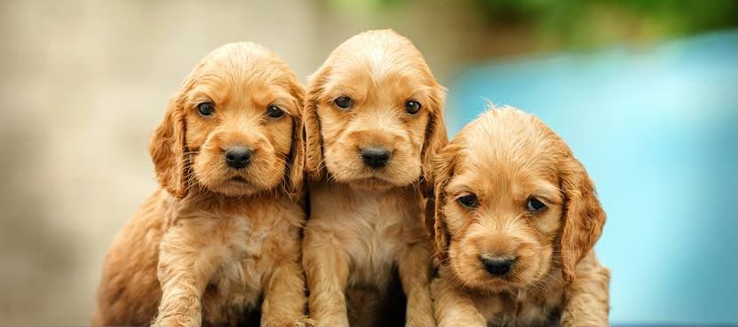Cocker Spaniel angle 7