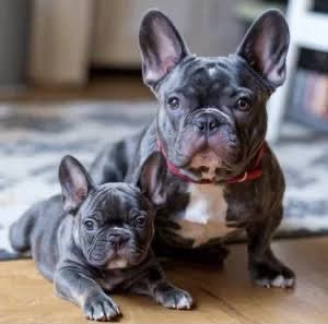 French Bull Dog angle 2