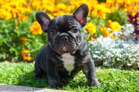 French Bull Dog angle 3