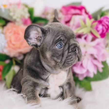 French Bull Dog angle 4
