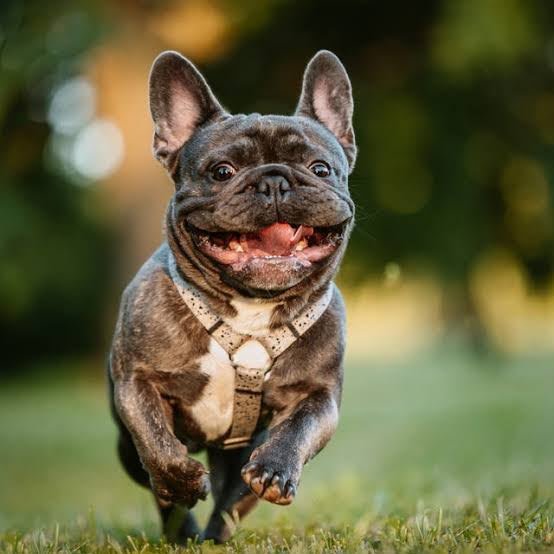 French Bull Dog angle 5