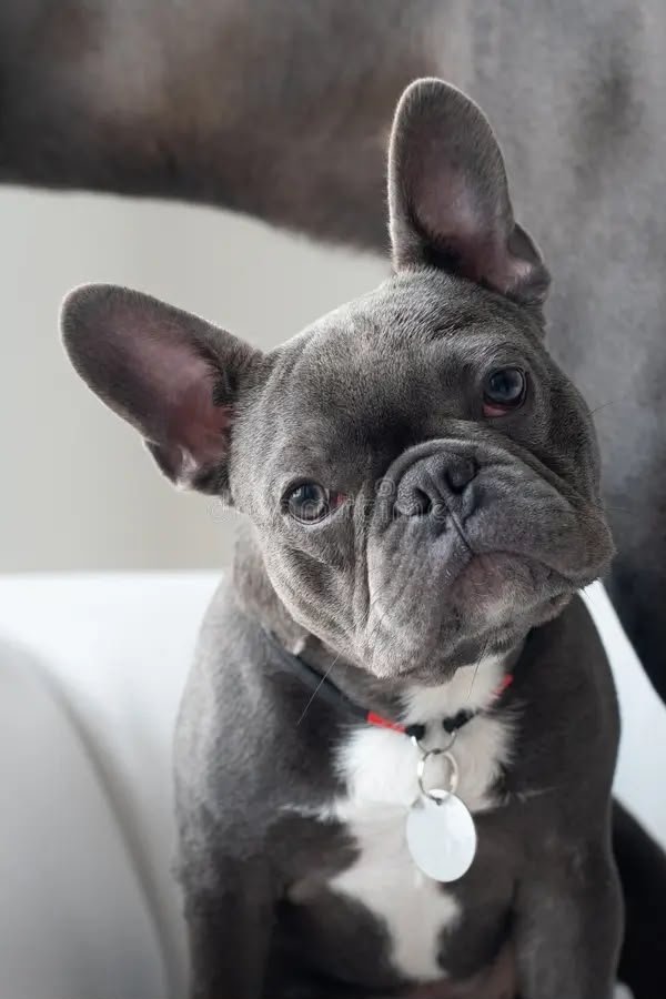 French Bull Dog angle 6