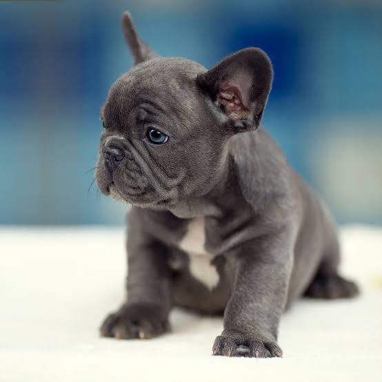 French Bull Dog angle 7