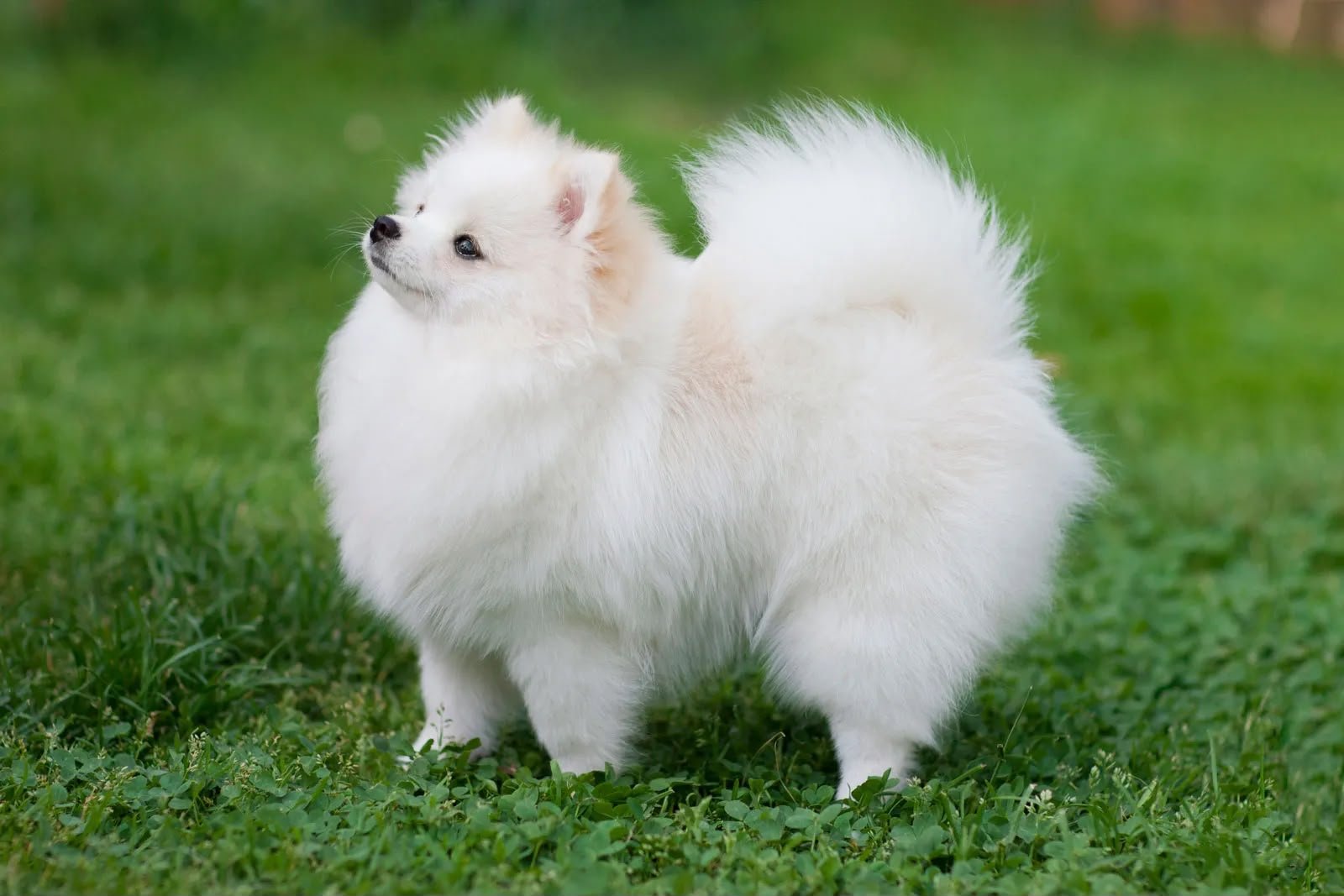 Toy Pom